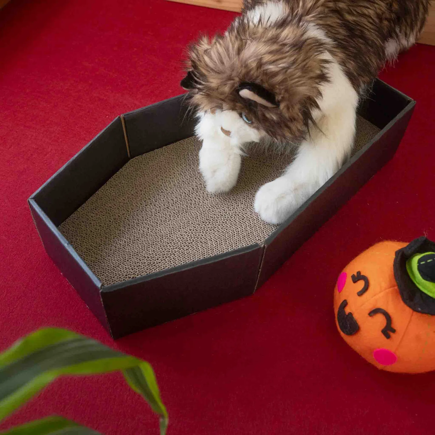 Wyrmwood Cat Coffin tiragraffi bara cartone 3 ricambi